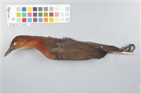 藏品(灰腳秧雞)的圖片